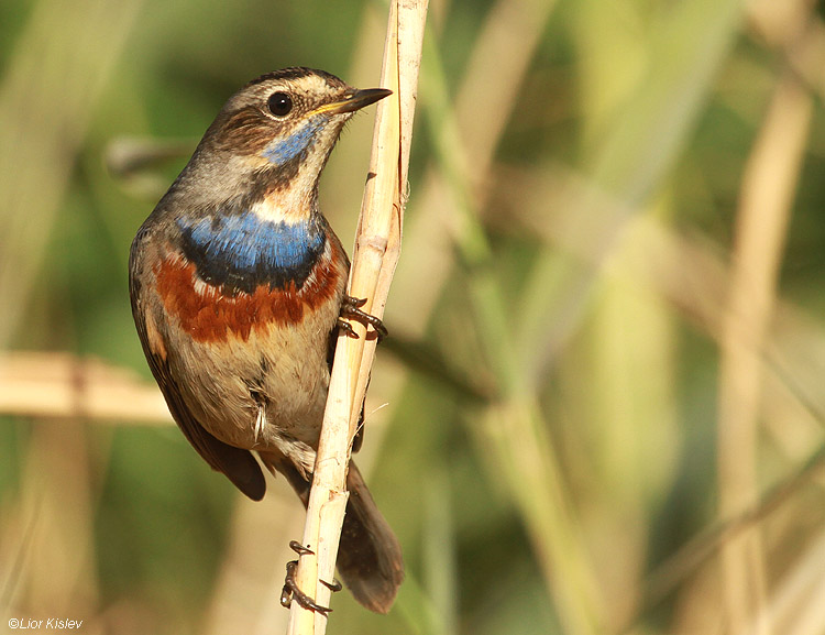  Bluethroat  Luscinia svecica Beit Shean valley 05-12-10 Lior Kislev                           